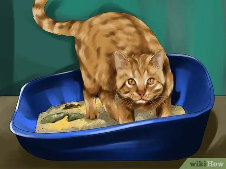 Добавка Таурин для кошек Шаг 6