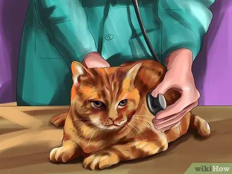 Добавка Таурин для кошек Шаг 7