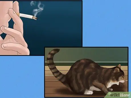 Диагностика и лечение кошачьего бронхита Шаг 1