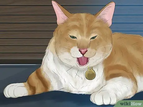 Диагностика и лечение кошачьего бронхита Шаг 2