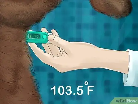 Диагностика и лечение кошачьего бронхита Шаг 3