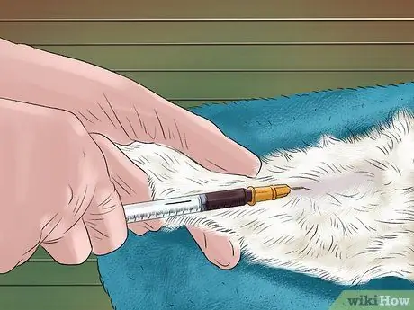 Диагностика и лечение кошачьего бронхита Шаг 5