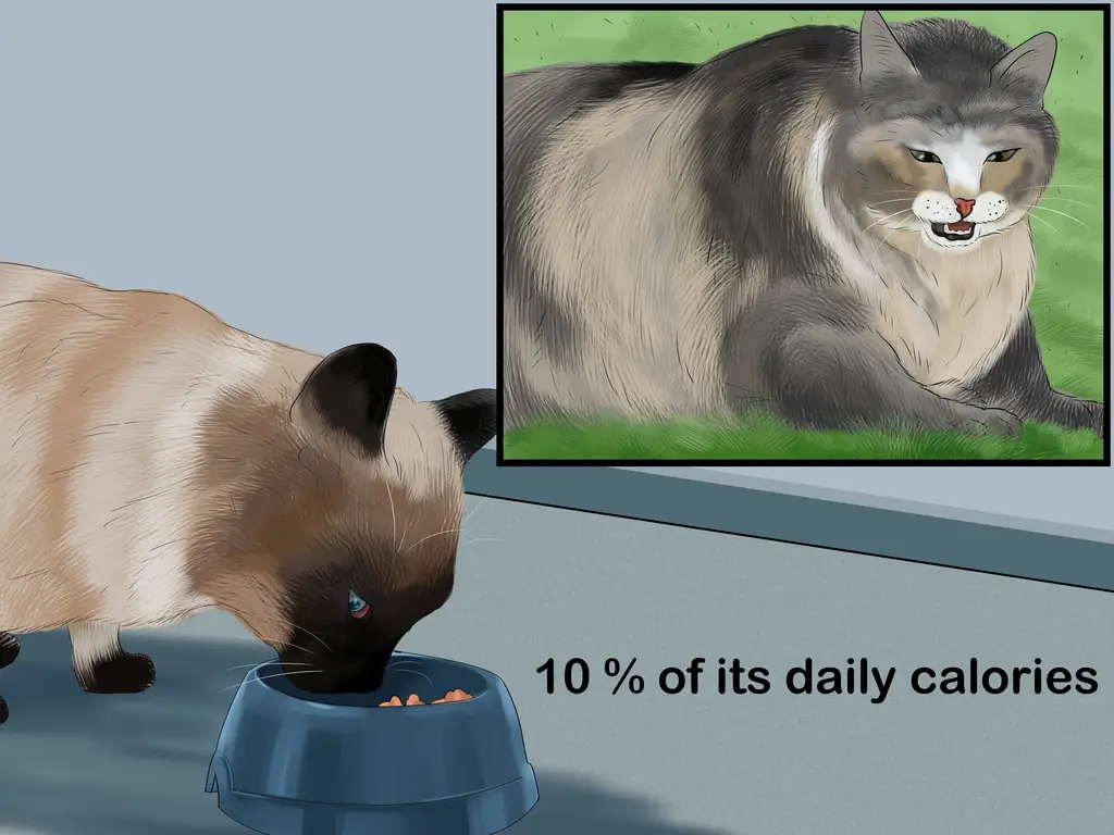 3 способа диагностики и лечения бронхита у кошек