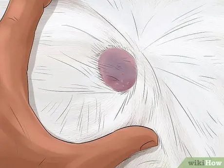 Выявление общих признаков болезни у кошек Шаг 2