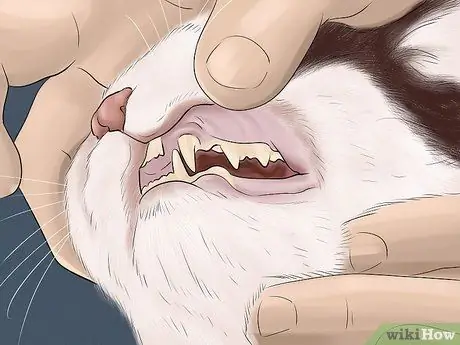 Выявление общих признаков болезни у кошек Шаг 3