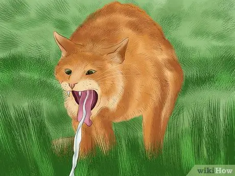 Выявление общих признаков болезни у кошек Шаг 5