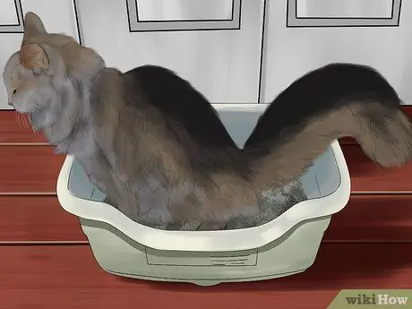 Выявление общих признаков болезни у кошек Шаг 7