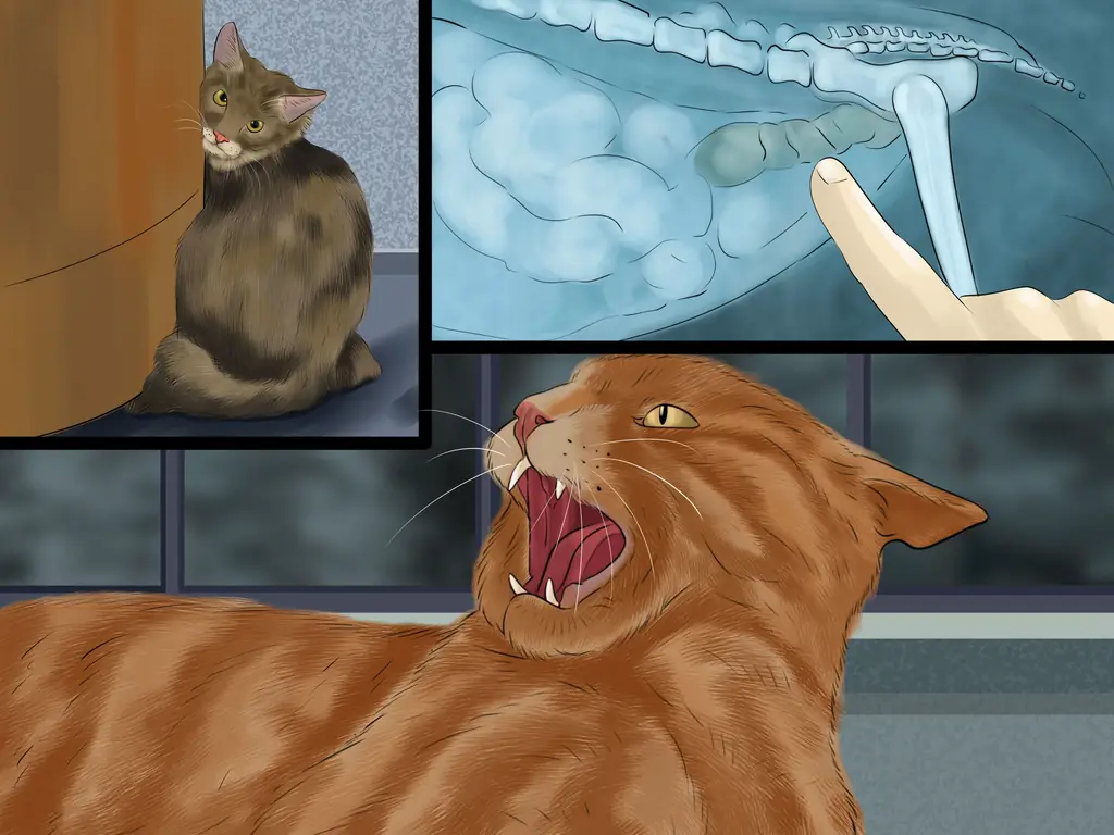 Как определить общие признаки болезни у кошек: 8 шагов