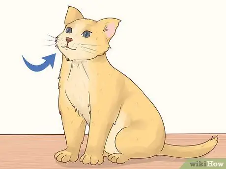 Дайте Атенолол кошкам с сердечными заболеваниями Шаг 1