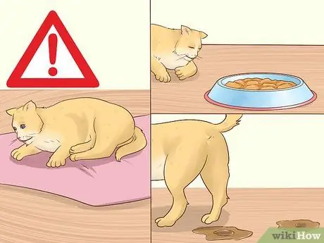 Дайте Атенолол кошкам с сердечными заболеваниями Шаг 8