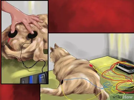 Лечите кошку иглоукалыванием Шаг 13