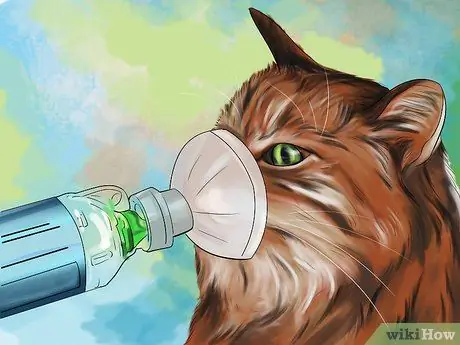 Лечите кошку иглоукалыванием Шаг 4