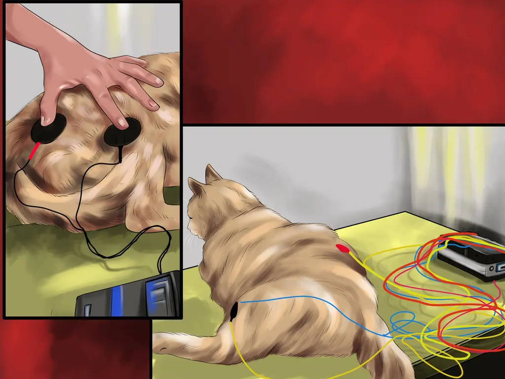 Как лечить кошку иглоукалыванием: 13 шагов (с иллюстрациями)