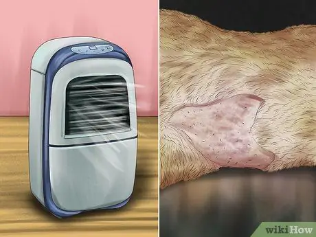 Лечить сезонную аллергию у кошек Шаг 4