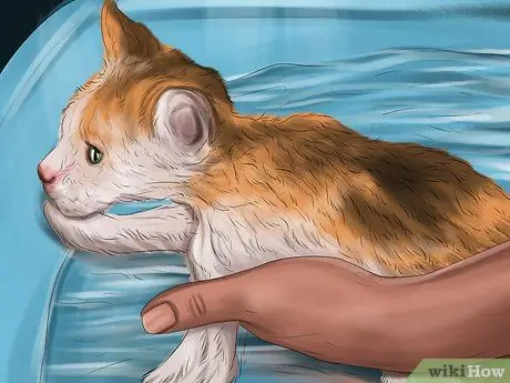 Лечить сезонную аллергию у кошек Шаг 6