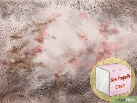 Лечить сезонную аллергию у кошек Шаг 8