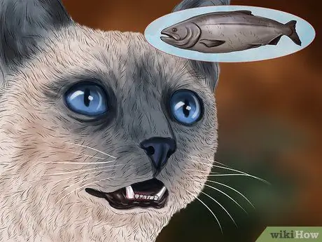 Лечить сезонную аллергию у кошек Шаг 9