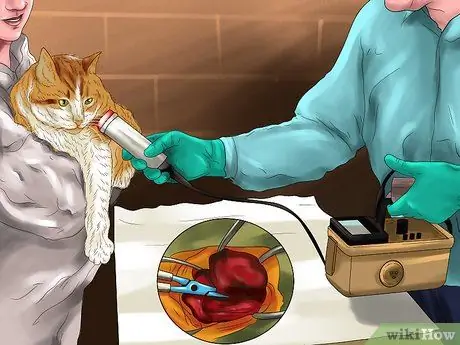 Обнаружение и лечение сердечных шумов у кошек Шаг 10