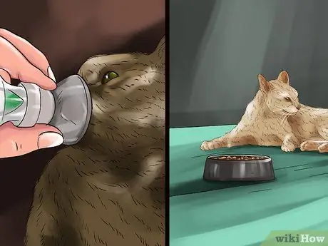 Обнаружение и лечение сердечных шумов у кошек Шаг 11