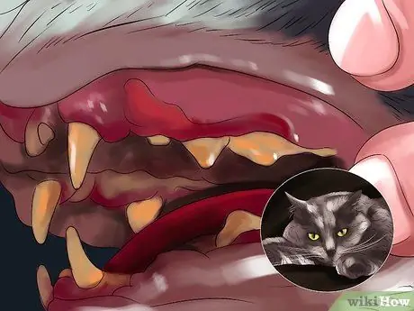 Обнаружение и лечение сердечных шумов у кошек Шаг 2