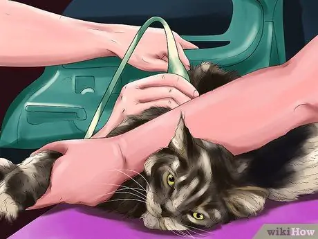 Обнаружение и лечение сердечных шумов у кошек Шаг 3