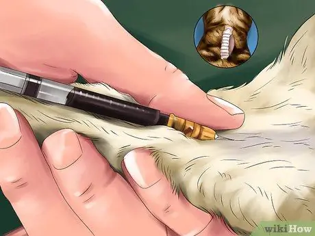 Обнаружение и лечение сердечных шумов у кошек Шаг 4