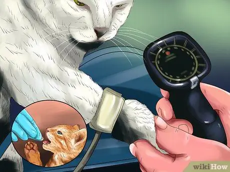 Обнаружение и лечение сердечных шумов у кошек Шаг 5