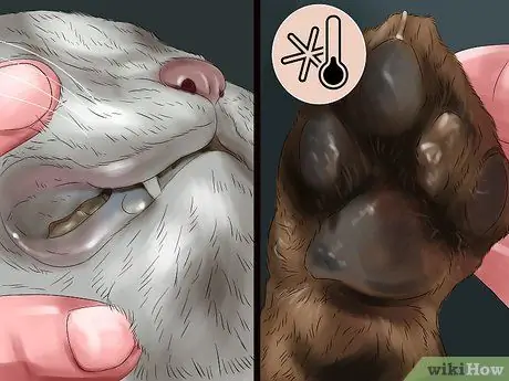 Обнаружение и лечение сердечных шумов у кошек Шаг 7