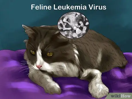 Обнаружение и лечение сердечных шумов у кошек Шаг 9