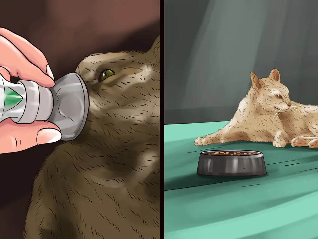 3 способа обнаружения и лечения сердечных шумов у кошек