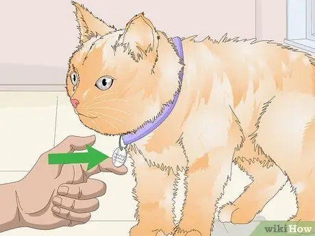 Купите необходимые припасы для вашего нового кота Шаг 2