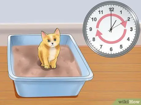 Заставьте котенка чувствовать себя как дома Шаг 11