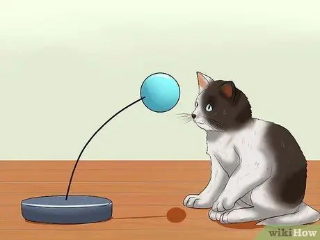 Заставьте котенка чувствовать себя как дома Шаг 7