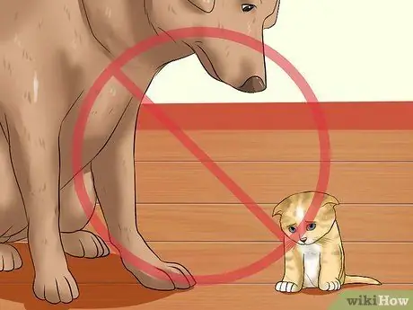 Заставьте котенка чувствовать себя как дома Шаг 9