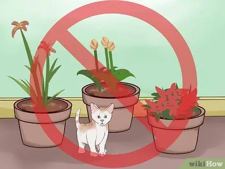 Принять котенка Шаг 12