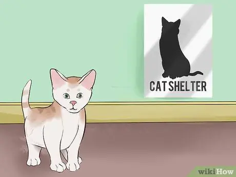 Принять котенка Шаг 13