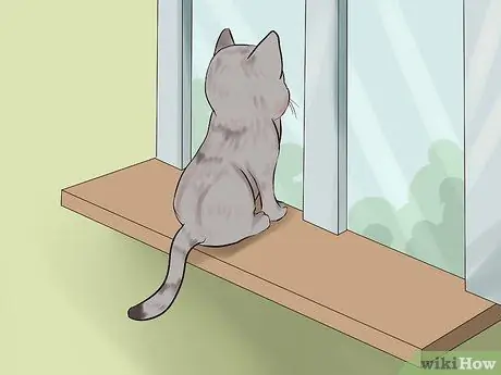 Принять котенка Шаг 8