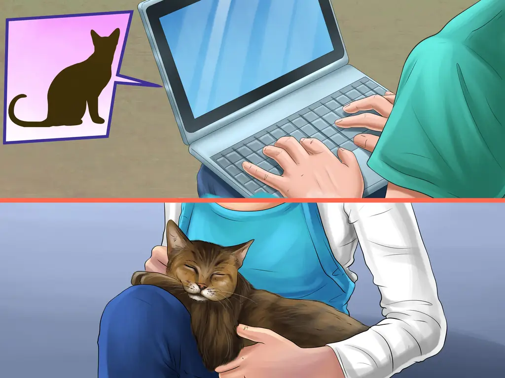 3 способа выбрать между кошкой и собакой