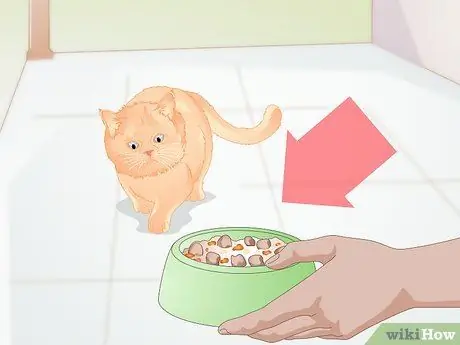 Подружитесь с новым котом Шаг 1