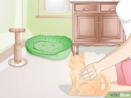 Подружитесь с новым котом Шаг 12