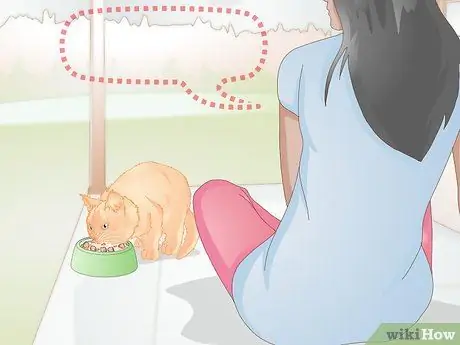 Подружитесь с новым котом Шаг 2