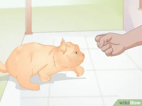 Подружитесь с новым котом Шаг 3