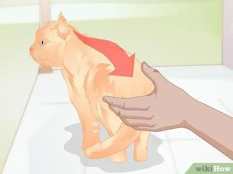 Подружитесь с новым котом Шаг 4