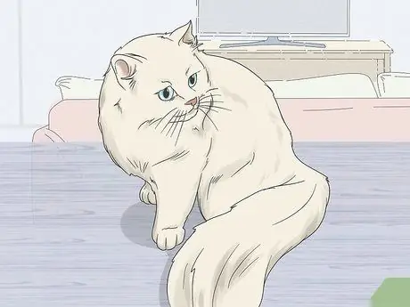 Убедите своего мужчину завести кошку Шаг 1