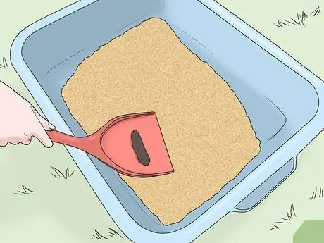 Убедите своего мужчину завести кошку Шаг 2