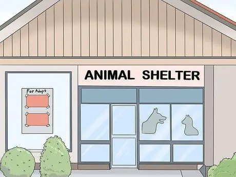 Убедите своего мужчину завести кошку Шаг 6