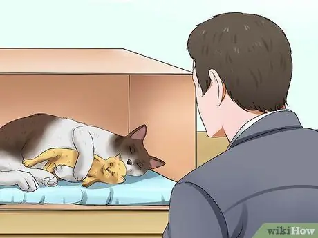 Подготовка к котятам Шаг 10