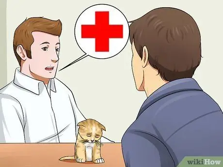 Подготовка к появлению котят Шаг 5