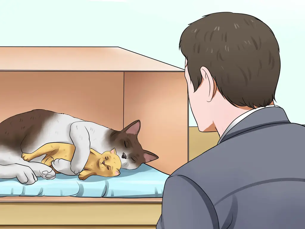 3 способа подготовиться к рождению котят