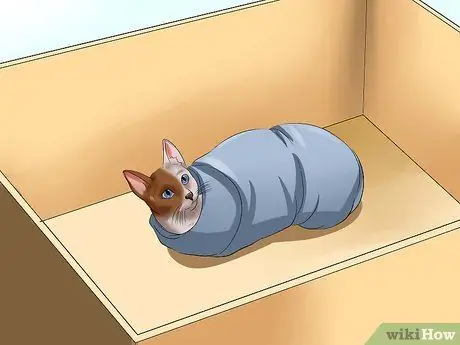 Подобрать агрессивного кота Шаг 10